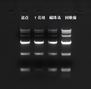 纯化试剂盒