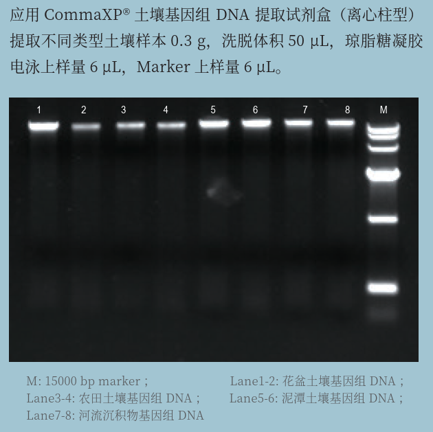 DNA提取试剂盒