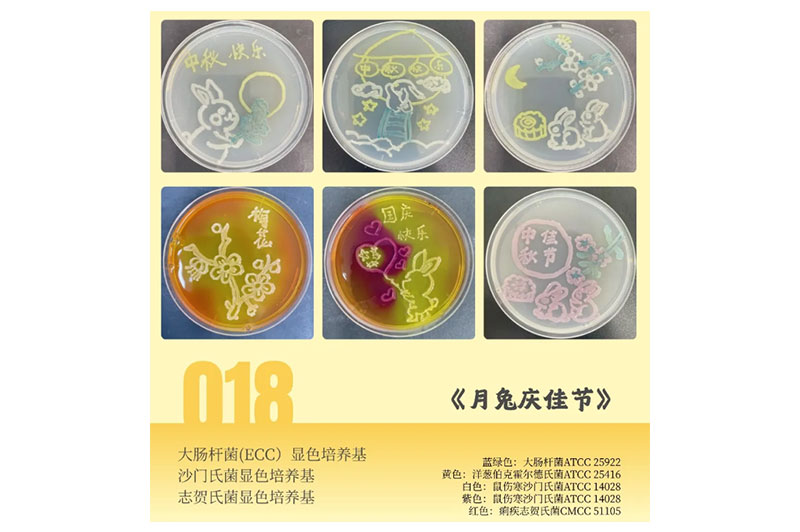 培养基绘画艺术赛获奖作品