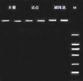 提取试剂盒